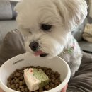 배부르댕 이미지