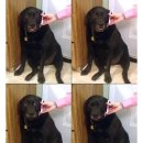 댕댕이# 이미지