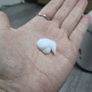 DS그린 | DS APEX CELL 셀룩라이톡 핫크림 다이어트크림 후기