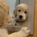 웃으면복이와요 이미지