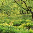 밤실농장 이미지