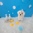 뽀송하랑 이미지