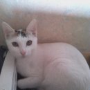 [쌍문동 한양아파트2,3,4,차 9동] 코숏/ 여아,남아/흰색바탕의 얼룩고양이/6개월 이미지