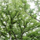 안양중앙교회 건너편(학원공원) | 영암군 대표 관문 영암읍 남풍리...