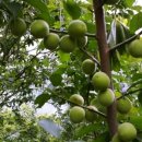 행복한마실농장 이미지