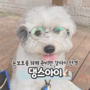 댕스투 | 강아지 안경 댕스아이 환절기 눈보호를 위해 준비했어요