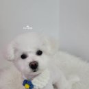 오도DOG 펫살롱 이미지