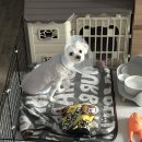 백슬동물병원 이미지