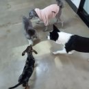 개꼬신내 이미지