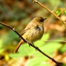 자연의소리 이미지