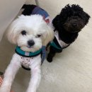 까까멍냐옹 수제간식 이미지