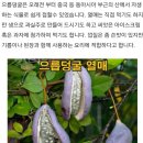 으름 덩굴 효능 이미지