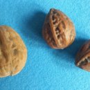 실버넷중부 이미지