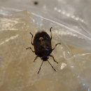 깜보마켓 이미지