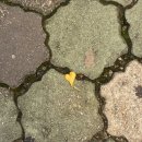 메롱 겨울인줄 알았지?