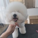 토비네 살롱 이미지