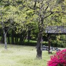 푸르른날 이미지