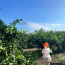 한라앤탐 | 제주 서귀포 한라앤탐 감귤농장 5살 아이와 가볼 만한 곳 귤따기 체험 내돈내산 후기