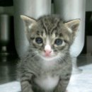 업동이네 이미지