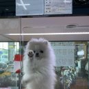 야옹아 멍멍해봐 아산점 이미지