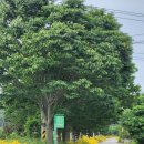 고호인터내셔널 이미지