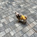 그루밍 | 옥정애견미용 바오그루밍 말티푸 후기