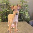 사랑애견샵 이미지