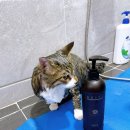 광주 고양이 분양 냥블리 광주점 이미지