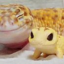 초록도마뱀 이미지