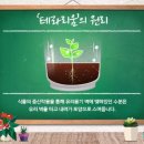 미니정원(테라리움) Daum카페