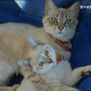 별사랑동물병원 네이버블로그