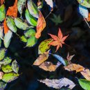 문경세제 단풍여행 11월9일 이미지