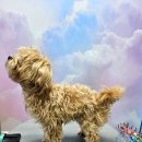 예쁘개 미용할개 | 동탄애견미용샵 오늘도예쁘개 편안했던 반려견