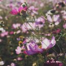 혜선농장 | 서울근교 당일치기 안성팜랜드 핑크뮬리와 코스모스