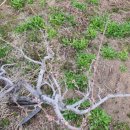 단산농원 이미지