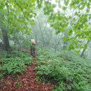 홍천군 무초산-대학산-노천산-천나산 (23.06.29) 우천산행 이미지