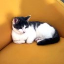 시크펫 그루밍 | 펫티슈 고양이목욕 강아지바디티슈 반려동물전용물티슈 - 클린포포