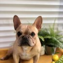 딩딩이발소 이미지