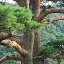 천년송가는길