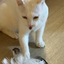 보배펫 | 오늘은 휴무