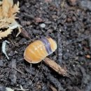 아성2농장 이미지