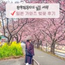 와이드 농장 | 일본 시즈오카 가와즈 벚꽃 시기 축제 위치 실시간 개화 상태