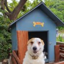 카누720애견풀빌라 이미지