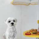 하비펫샵 이미지