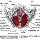 골반저 근육(pelvic floor muscle) 이미지
