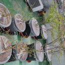 비 내리기전 오늘의 옥상 식물~ 이미지