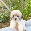 부산강아지분양 퍼피몰리 이미지