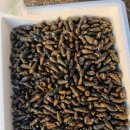 인제 자연산 생(깐)다슬기.메기.쏘가리 판매합니다. 이미지