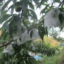 최종화농장 이미지