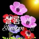 샬롬 이미지